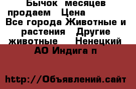 Бычок 6месяцев продаем › Цена ­ 20 000 - Все города Животные и растения » Другие животные   . Ненецкий АО,Индига п.